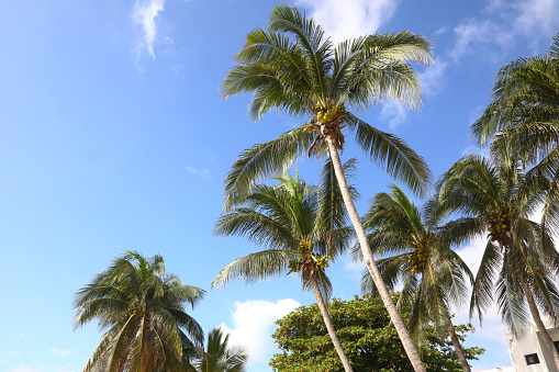 Palm Trees, Playa del Carmen