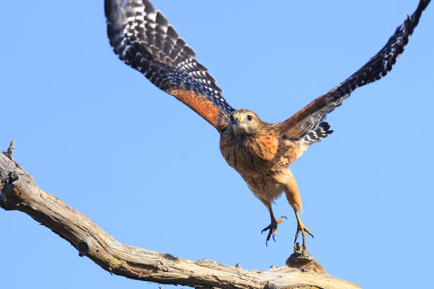 istock Red-shouldered hawk take off from the tree branch with blue sky on the background 1799016021