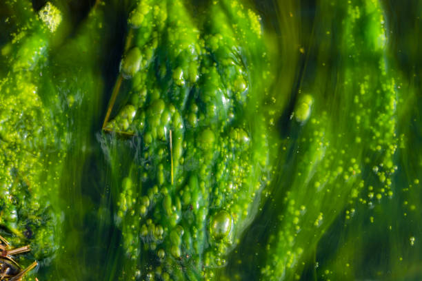 poluição da água por algas azul-esverdeada - cianobactéria é um problema ambiental mundial. corpos d'água, rios e lagos com flores algas prejudiciais. conceito de ecologia de natureza poluída. - algae slimy green water - fotografias e filmes do acervo