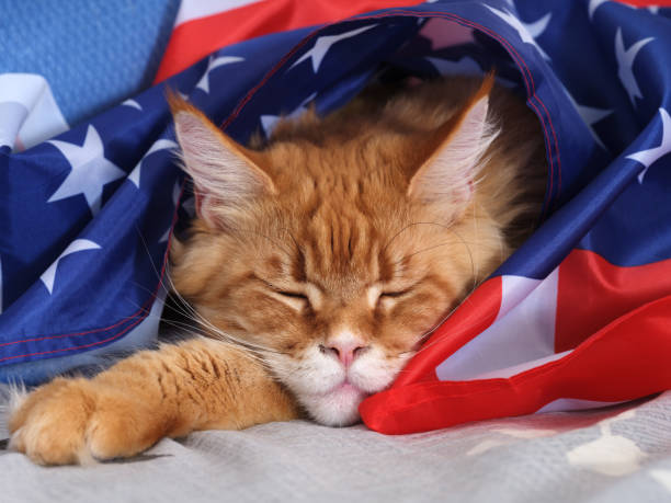 istock A red Maine Coon cat sleeping under an American Flag 1799030612