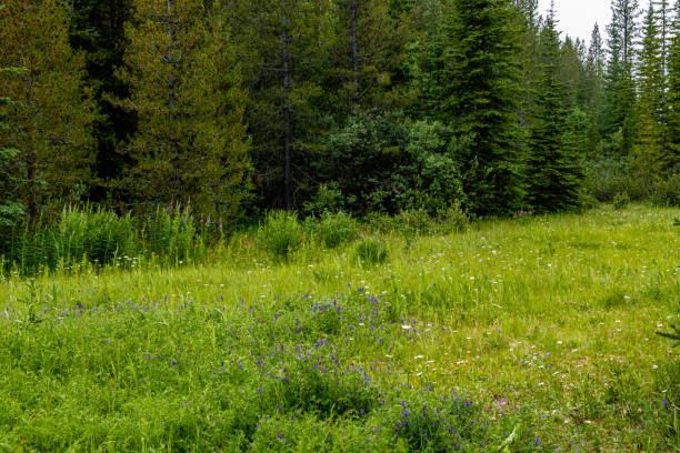 istock Vermillion Pass Banff National Park Alberta Canada 1799035361