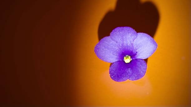 istock Violet indoor violet flower on an orange dark background. 1799037998