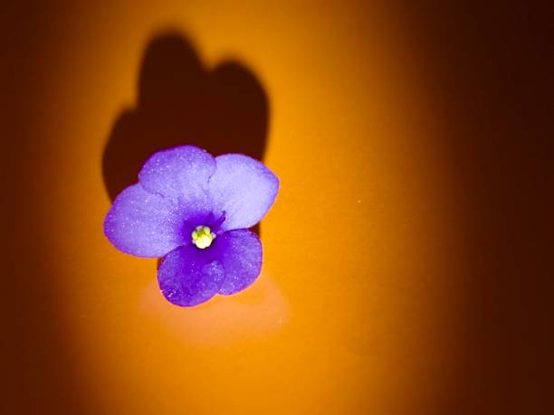 istock Violet indoor violet flower on an orange dark background. 1799038527