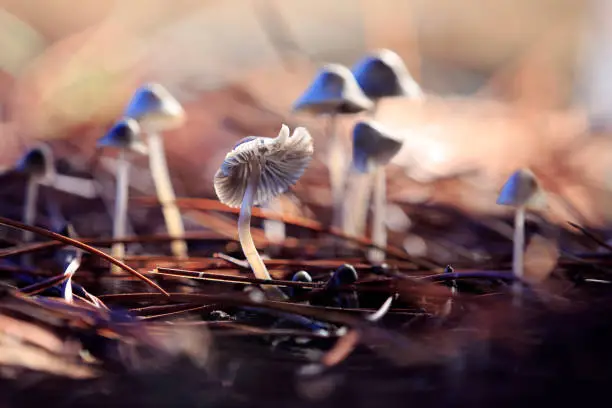 Mycena amicta has a flared cap that becomes progressively conical as it grows. It arises near trees, as well as remains of decomposing materials.