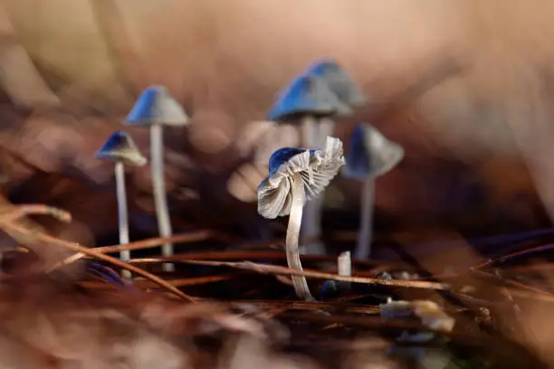 Mycena amicta has a flared cap that becomes progressively conical as it grows. It arises near trees, as well as remains of decomposing materials.