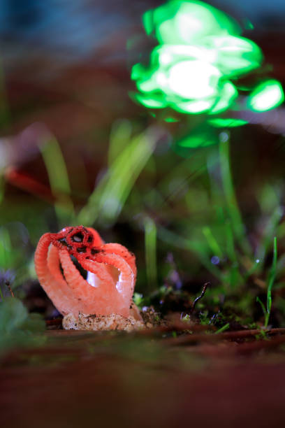 istock Colus hirudinosus 1799044354