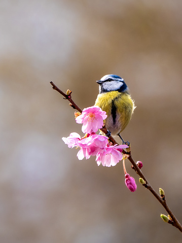 Blue tit in Sakura tree