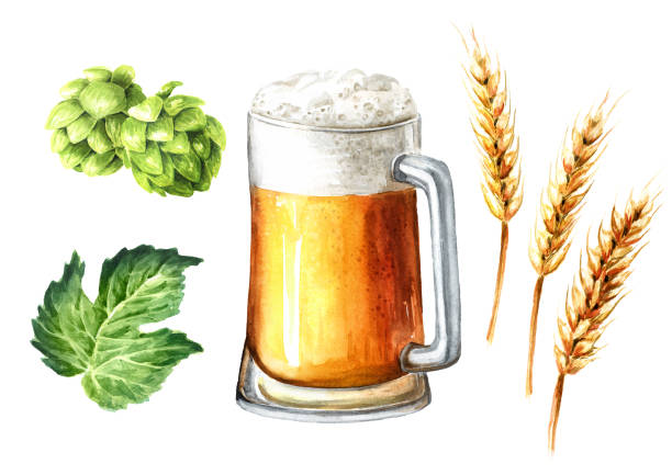 가벼운 맥주와 신선한 녹색 홉과 밀과 보리의 이삭 세트. 손으로 그린 수채화 그림, 흰색 배경에 고립 - mug beer barley wheat stock illustrations