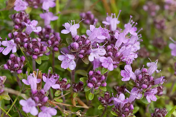 Breckland Thyme, Thymus serpyllum