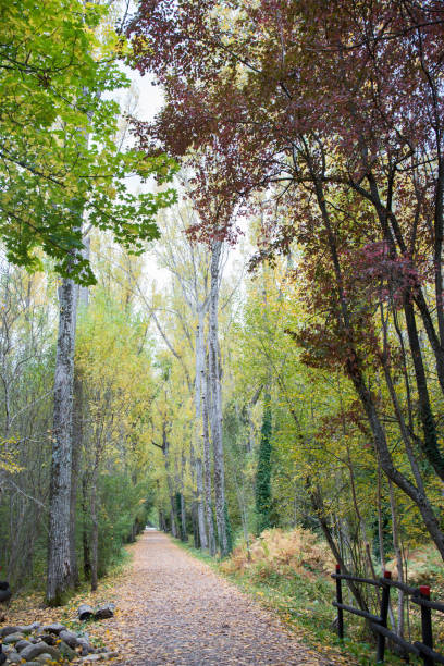 istock Forest in autum. Walking path with no people 1799057116