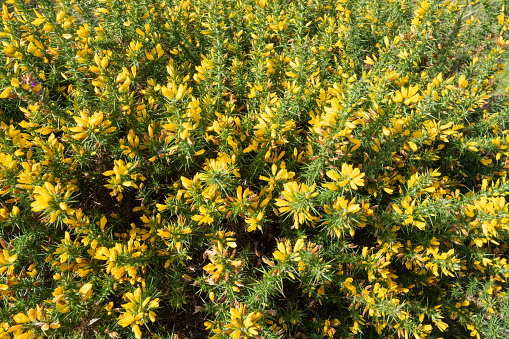 Close up of common gorse (ulex europaeus) flowers in bloom