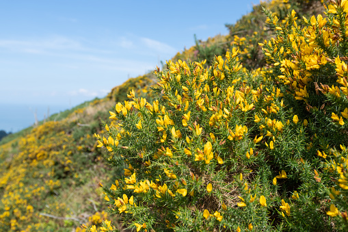 Close up of common gorse (ulex europaeus) flowers in bloom