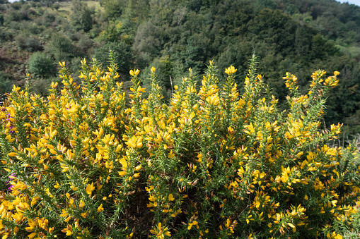 Close up of common gorse (ulex europaeus) flowers in bloom