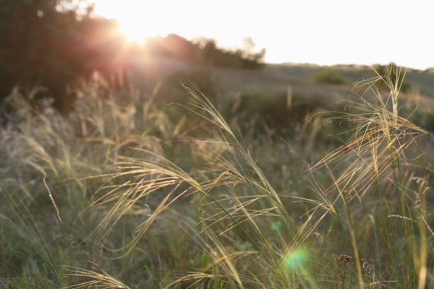 istock Feather grass in the meadow on sunset 1799070900