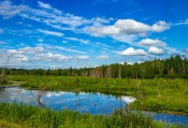 istock Road side Elk Island National Park Alberta Canada 1799092623