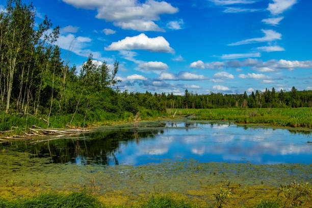 istock Road side Elk Island National Park Alberta Canada 1799093168