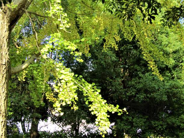 istock Japan. November. Golden Autumn. 1799095296