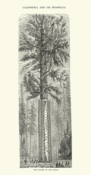 Vintage illustration The Father of the Forest, Giant Redwood Tree, USA,  History 19th Century. California and its Prospects, by Frederick Whymper