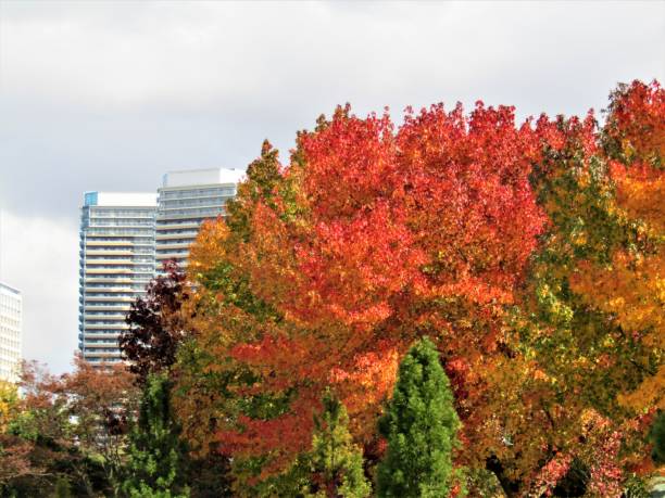 istock Autumn in the city. 1799102146