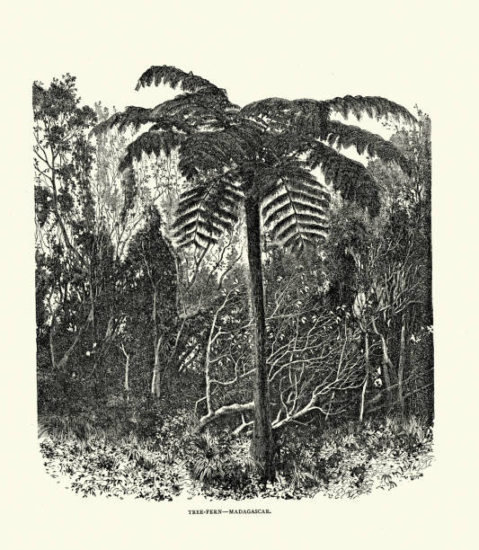 istock Vintage illustration Tree fern, Madagascar, History botany 19th Century 1799103262