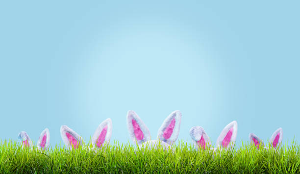 istock Rabbit ears hidden in the grass. Easter landscape, banner. Realistic rabbit ears on a green lawn, 3d render 1799103339