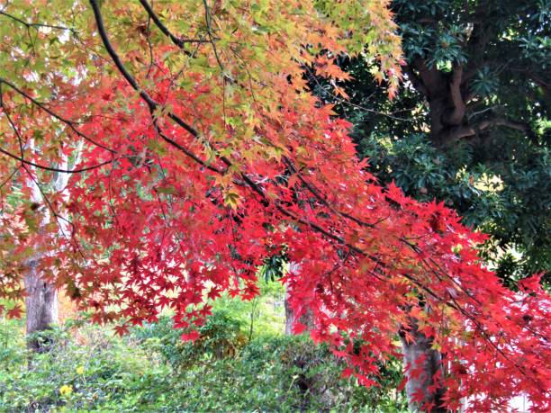 istock Japan. November. Autumn colors. 1799108455