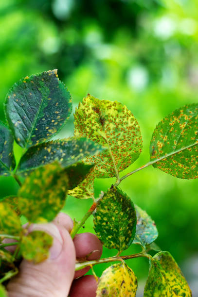 istock Rose rust, Phragmidium mucronatum, tuberculatum bulbosum. Pustules urediniospores, teliospores formed on the lower leaf surface of an ornamental rose tree in summer. 1799110460