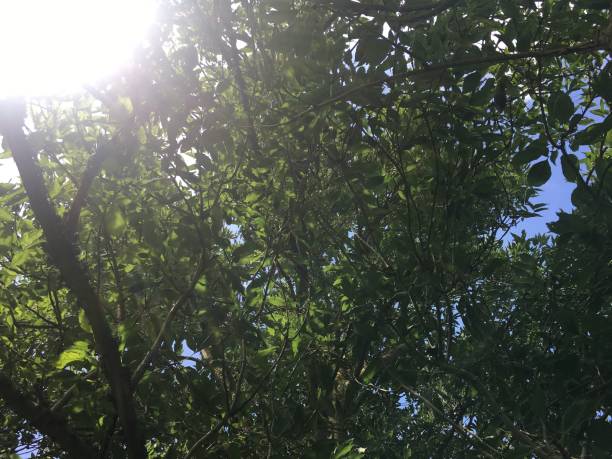 One-leaved ash - canopy in the sun stock photo