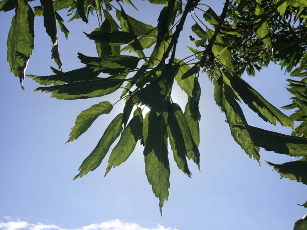 One-leaved ash - leaves stock photo