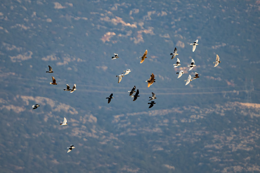 Pigeons of various colors flying in a group