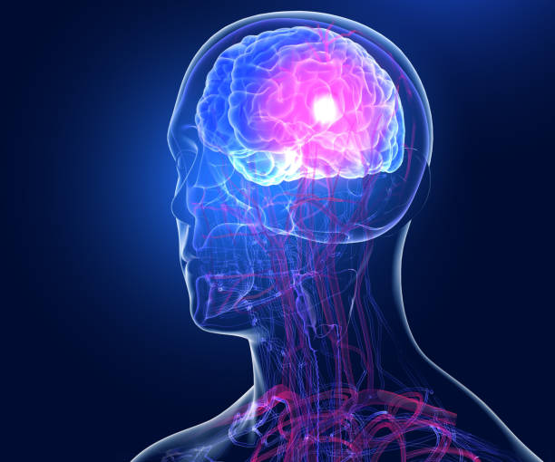 istock Anatomical 3D illustration of the transparent human head interior. 1799127737