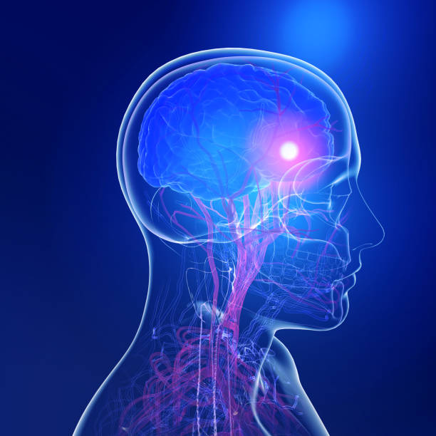 istock Anatomical 3D illustration of transparent human head. 1799127744