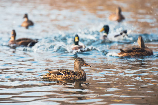 istock A flock of ducks swims in the lake 1799143013