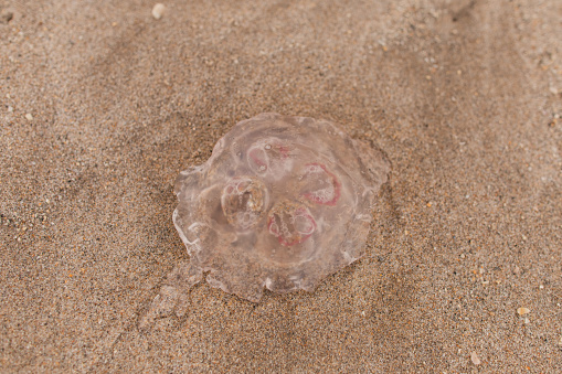 Pink Translucent Jellyfish on the Sandy Beach at Sunset in Singer Island, Florida