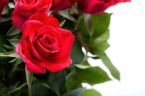 Red rose petal blossom with white background.