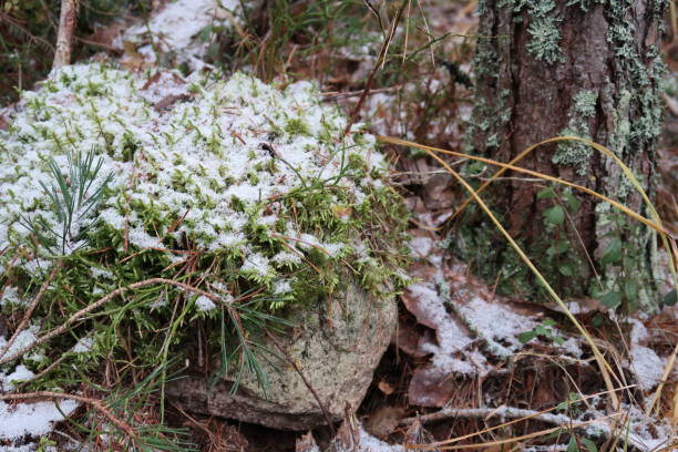 istock Stone Covered in Moss and the First Snow 1799157768