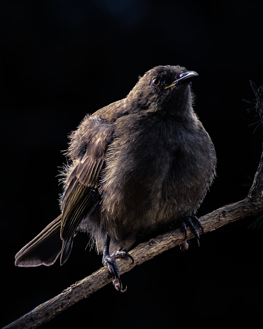 Black background bellbird korimako close up shot