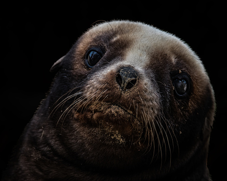 Black background fur seal pup cute close up shot
