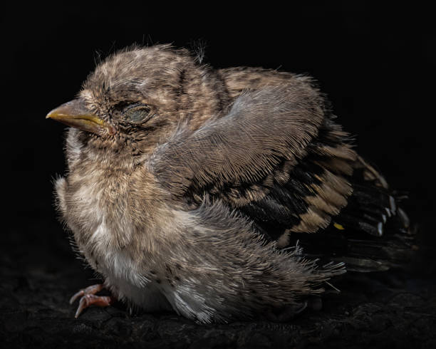 istock Black background small chick close up shot 1799170088