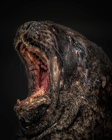 Black background weathered old sea lion with mouth open close up shot