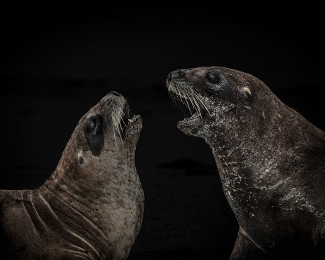 Black background sea lions playing together