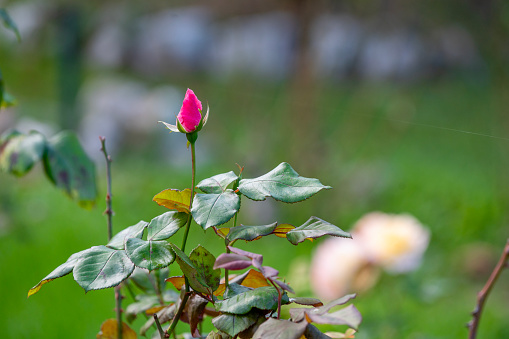 Rosa in autunno nel parco