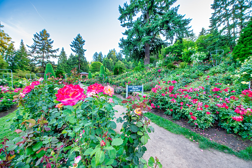 Portland Japanese Garden in summer season, Oregon - USA
