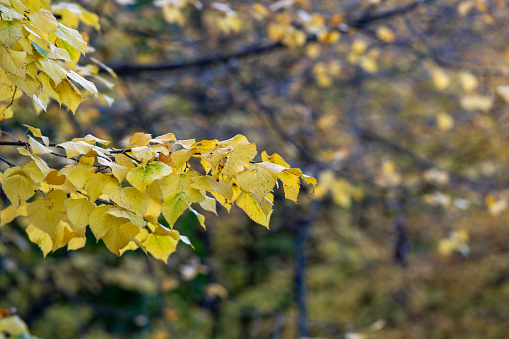 Ramo con foglie in autunno