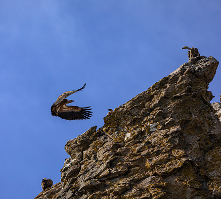 A wild Eurasian Griffon Vulture, Gyps fulvus, lands on a rocky cliff while another watches it: La Zarga, Andalucía, Southern Spain. Another two vultures are in the background.