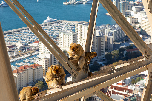 Part of a troop of Barbary Macaques, Macaca sylvanus, consisting of two adults and a juvenile grooming themselves and two curious babies exploring, on the support pylon of the cable car on Gibraltar, looking over the Mid-harbour Marina.