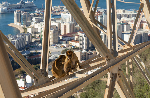 Two adults and a baby Barbary Macaque, Macaca sylvanus, resting on the cable-car's supporting pylons far above a steep drop with the Queensway Quay area of the city of Gibraltar in the background.