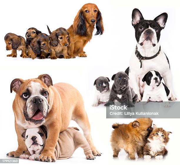 Cuccioli E Il Cane Mamma - Fotografie stock e altre immagini di Allerta - Allerta, Amicizia, Animale