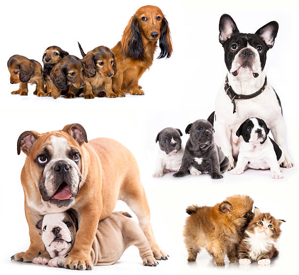istock puppies and dog mom 179921360