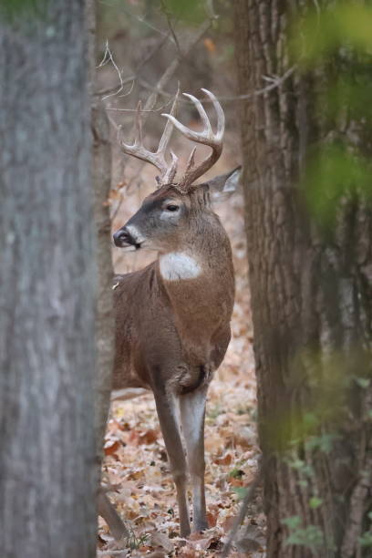 Male deer in autumn